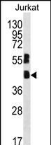 MAFB Antibody in Western Blot (WB)