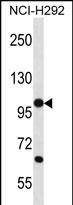 PCDHB12 Antibody in Western Blot (WB)