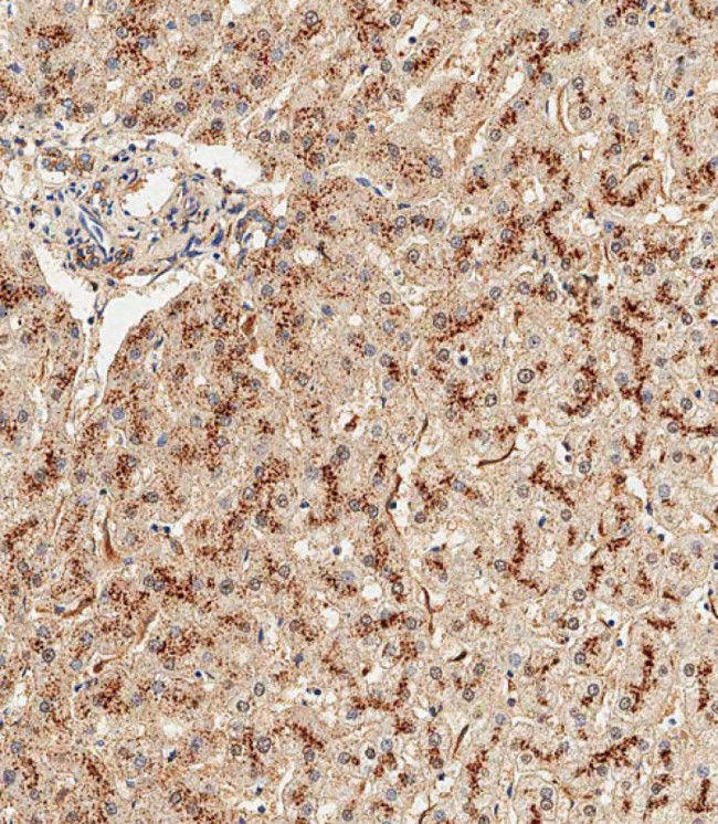 GAA Antibody in Immunohistochemistry (Paraffin) (IHC (P))