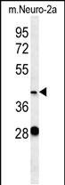 VASH2 Antibody in Western Blot (WB)