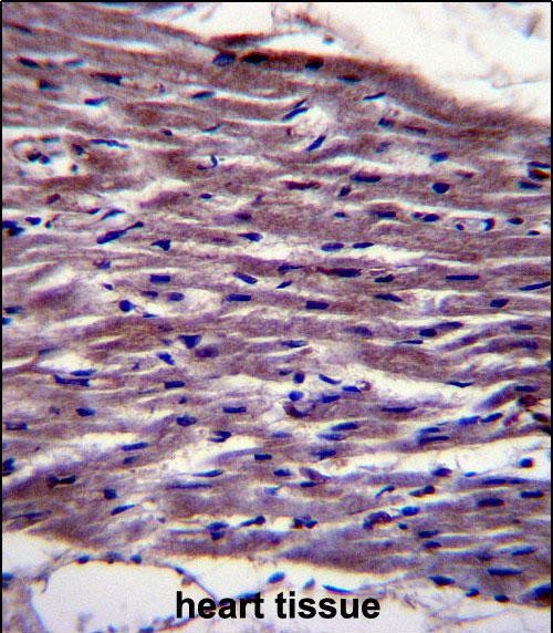 UNC45B Antibody in Immunohistochemistry (Paraffin) (IHC (P))