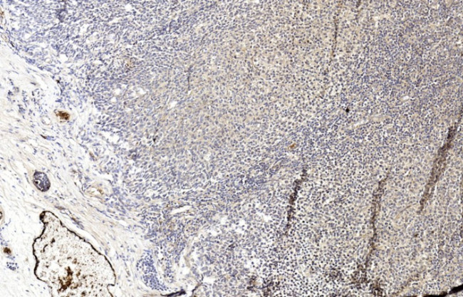 MLKL Antibody in Immunohistochemistry (Paraffin) (IHC (P))