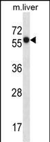 Prostein Antibody in Western Blot (WB)