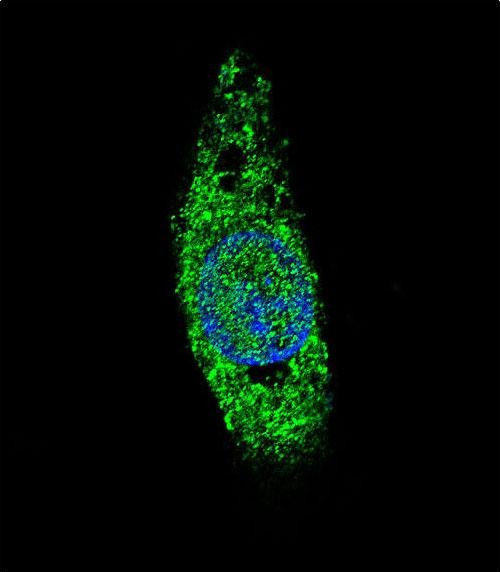 LIN28B Antibody in Immunocytochemistry (ICC/IF)