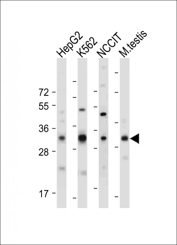 LIN28B Antibody in Western Blot (WB)