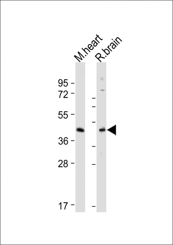 GPR30 Antibody in Western Blot (WB)