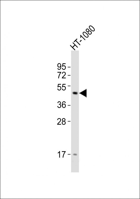 DRD2 Antibody in Western Blot (WB)