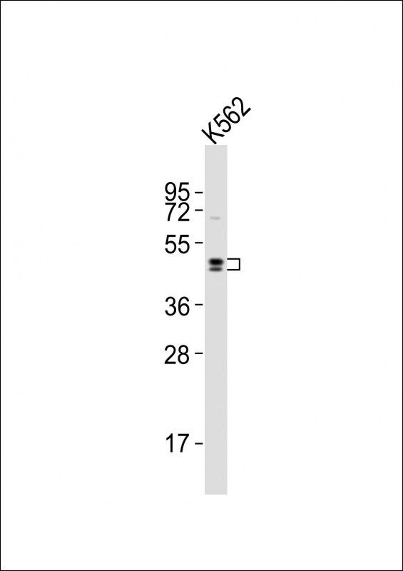 DRD2 Antibody in Western Blot (WB)