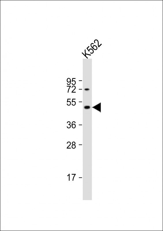 DRD2 Antibody in Western Blot (WB)