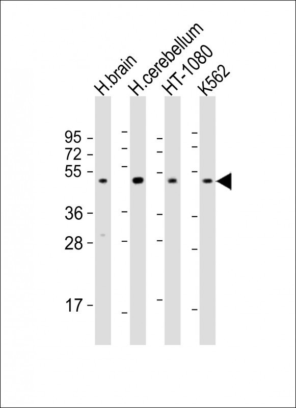 DRD2 Antibody in Western Blot (WB)