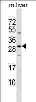 Sclerostin Antibody in Western Blot (WB)