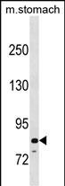 PADI6 Antibody in Western Blot (WB)