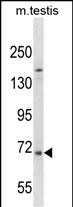 EXTL1 Antibody in Western Blot (WB)