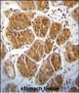 AGO2 Antibody in Immunohistochemistry (Paraffin) (IHC (P))