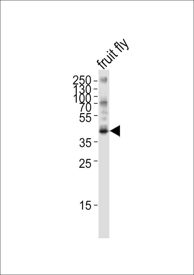 Bub3 Antibody in Western Blot (WB)