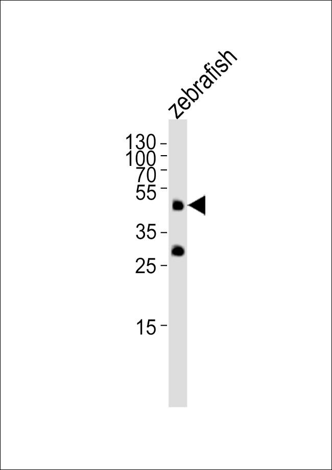 OCT4 Antibody in Western Blot (WB)