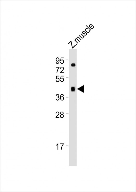 OPN1SW1 Antibody in Western Blot (WB)