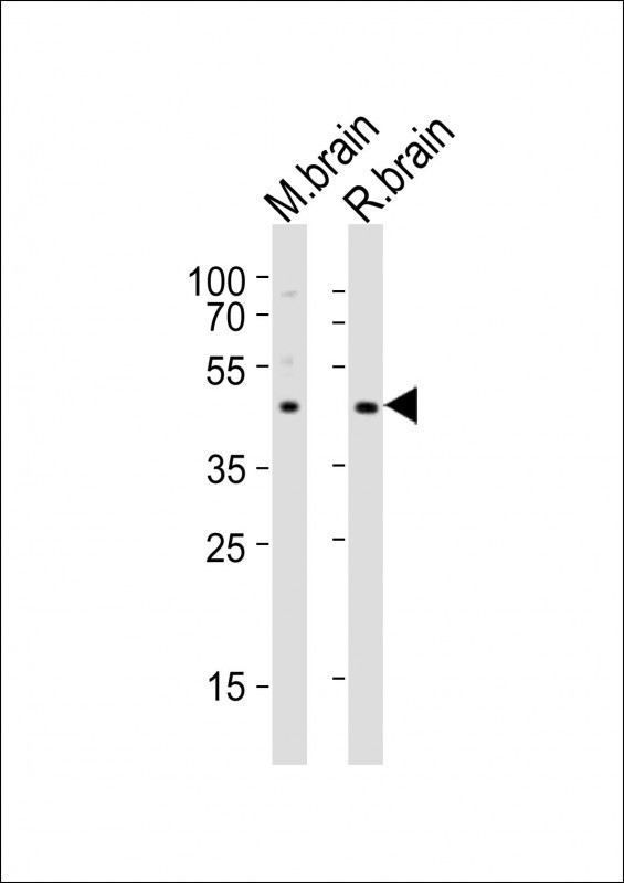 NPY2R Antibody in Western Blot (WB)