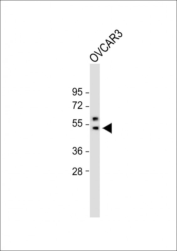 SOX17 Antibody in Western Blot (WB)