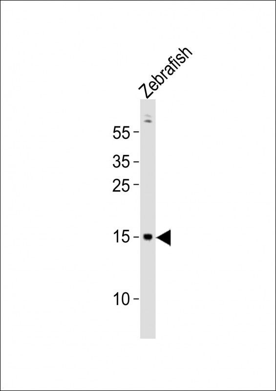 GABARAPA Antibody in Western Blot (WB)