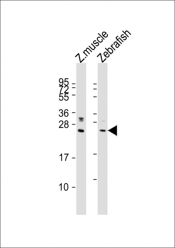 LIN28A Antibody in Western Blot (WB)