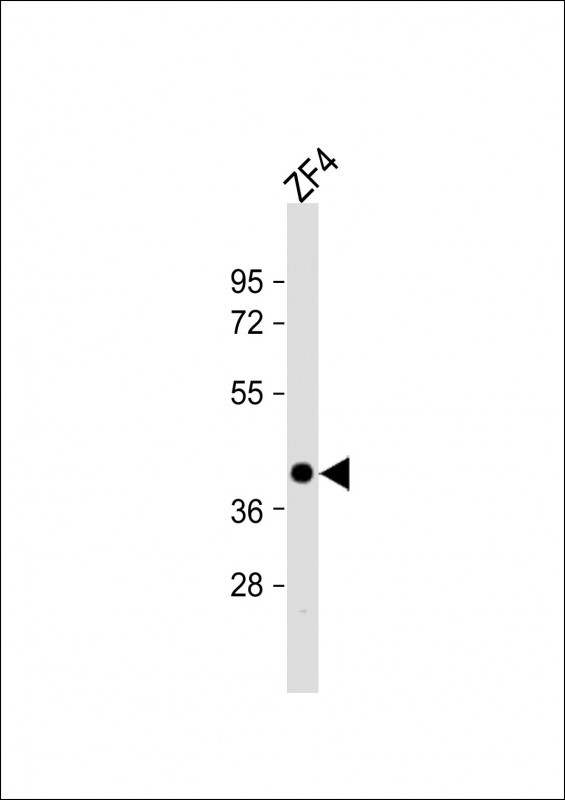 OCT4 Antibody in Western Blot (WB)