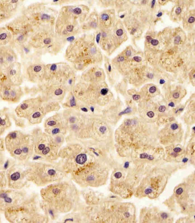 ENT2 Antibody in Immunohistochemistry (Paraffin) (IHC (P))