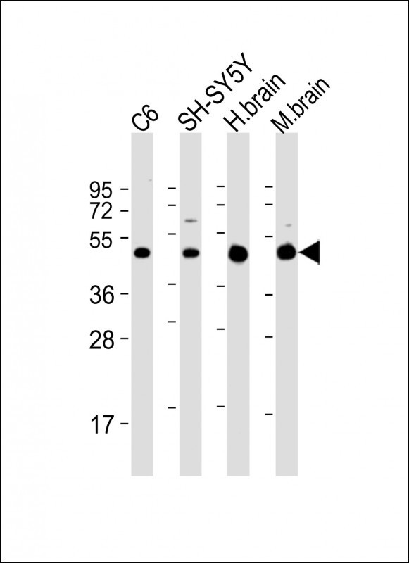 GLUT3 Antibody in Western Blot (WB)