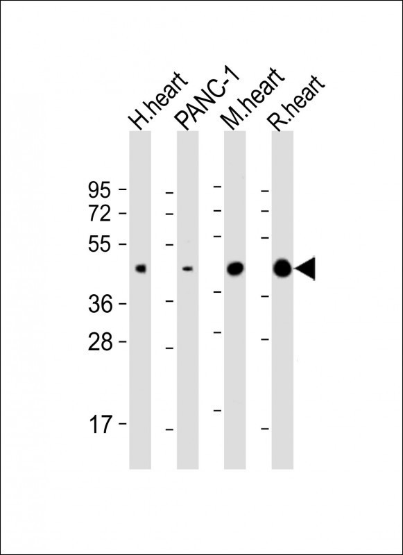 WNT5A Antibody in Western Blot (WB)