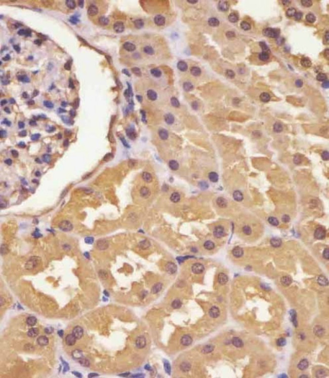 ASS1 Antibody in Immunohistochemistry (Paraffin) (IHC (P))