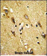 MOBP Antibody in Immunohistochemistry (Paraffin) (IHC (P))