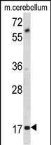 MOBP Antibody in Western Blot (WB)