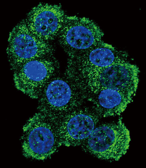 FKBP1B Antibody in Immunocytochemistry (ICC/IF)