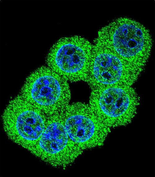 FKBP1B Antibody in Immunocytochemistry (ICC/IF)