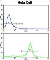 PPP2R2B Antibody in Flow Cytometry (Flow)