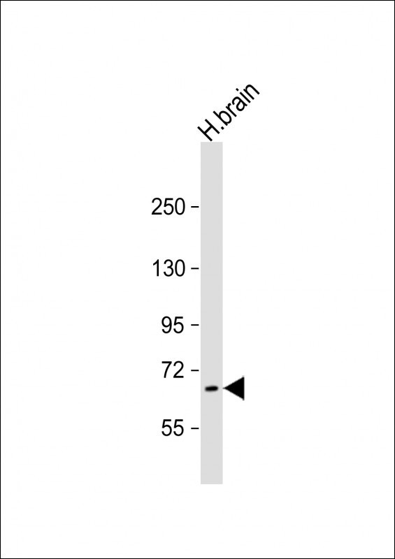 PRODH Antibody in Western Blot (WB)