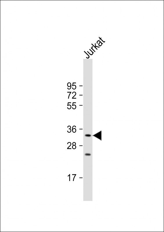 NKG2A Antibody in Western Blot (WB)