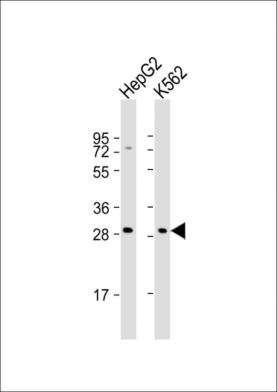 NKG2A Antibody in Western Blot (WB)