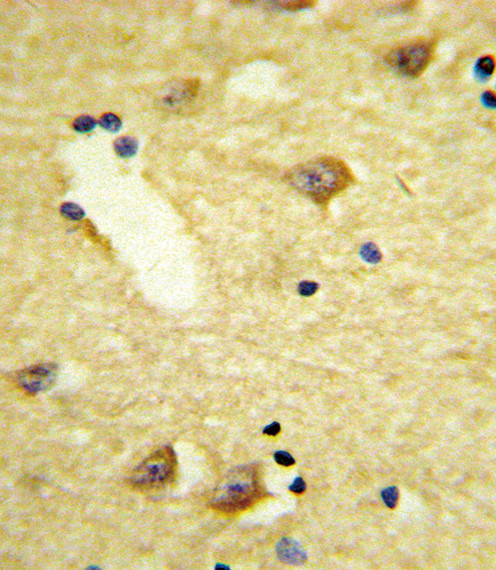 D4 Dopamine Receptor Antibody in Immunohistochemistry (Paraffin) (IHC (P))