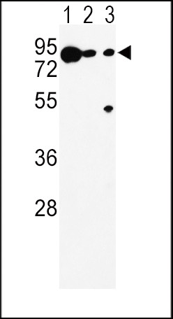 DCT Antibody in Western Blot (WB)