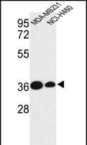 TAZ Antibody in Western Blot (WB)