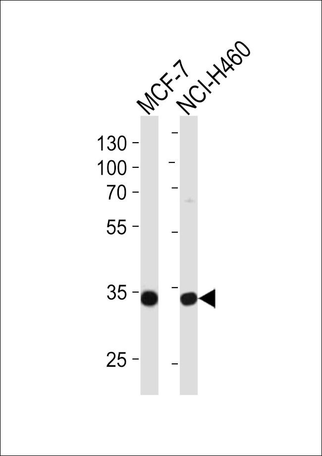 TAZ Antibody in Western Blot (WB)