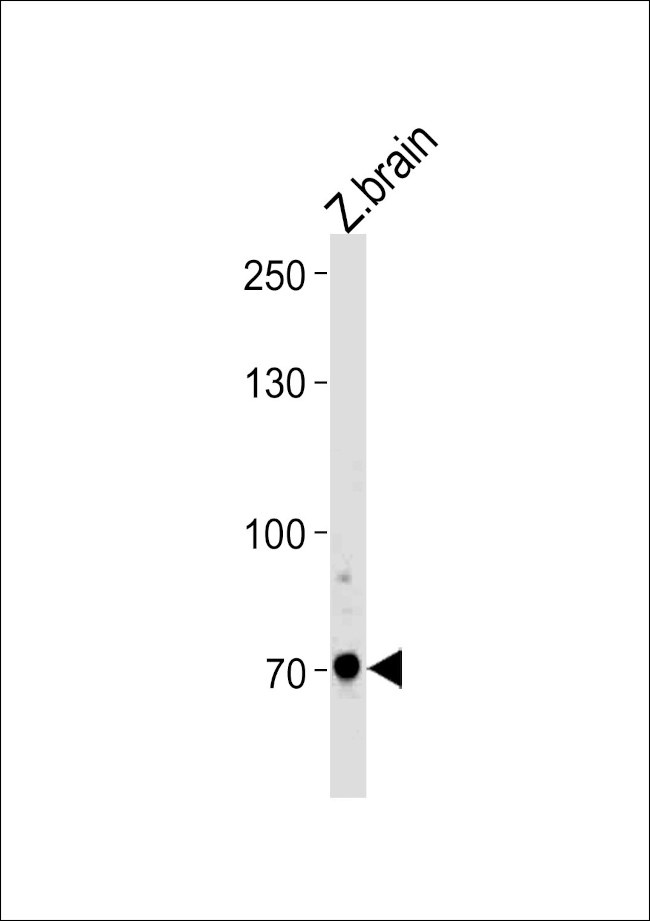 ARNT2 Antibody in Western Blot (WB)