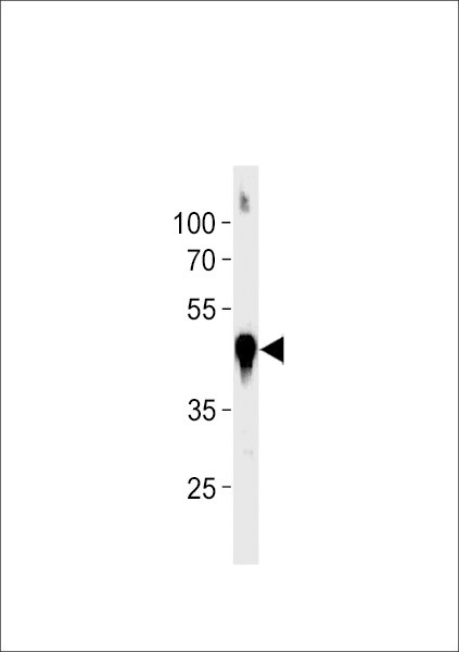 beta Actin Antibody in Western Blot (WB)