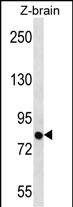 SIM1 Antibody in Western Blot (WB)