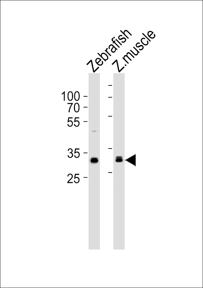 AFMID Antibody in Western Blot (WB)