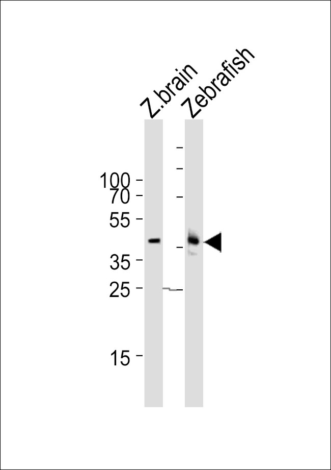 p38 MAPK gamma Antibody in Western Blot (WB)