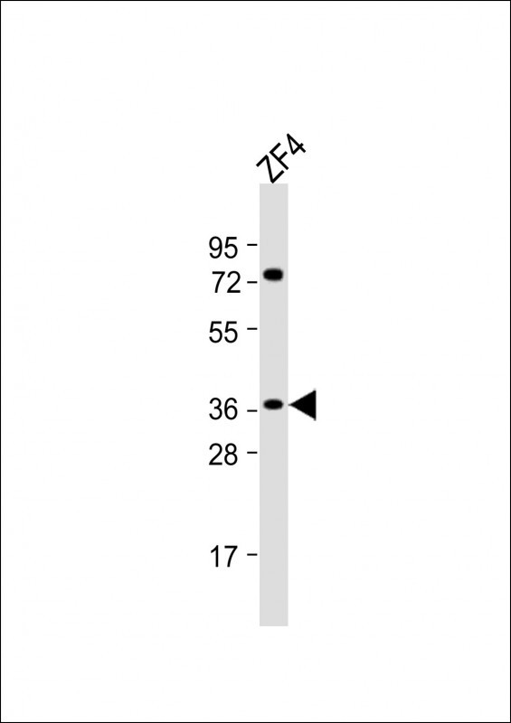 HEY2 Antibody in Western Blot (WB)