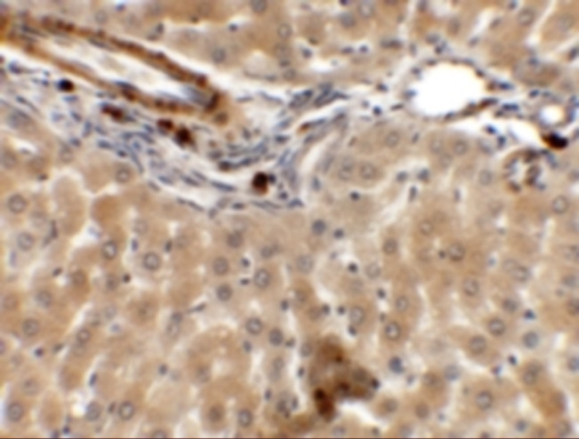 IFLTD1 Antibody in Immunohistochemistry (Paraffin) (IHC (P))