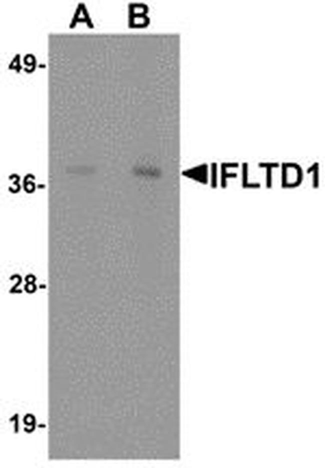 IFLTD1 Antibody in Western Blot (WB)